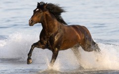 Desktop wallpaper. Animals. ID:34548