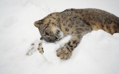 Desktop image. Animals. ID:50839