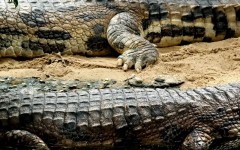 Desktop wallpaper. Animals. ID:34552