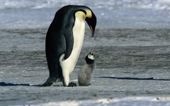 Desktop wallpaper. Animals. ID:34553