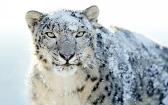 Desktop wallpaper. Animals. ID:34556