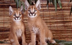 Desktop wallpaper. Animals. ID:34557