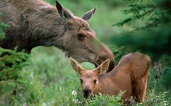 Desktop wallpaper. Animals. ID:34559
