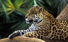 Desktop wallpaper. Animals. ID:34561