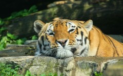 Desktop image. Animals. ID:50864