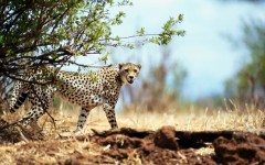 Desktop wallpaper. Animals. ID:34563