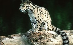 Desktop wallpaper. Animals. ID:34564