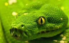 Desktop wallpaper. Animals. ID:34567