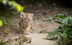 Desktop image. Animals. ID:50926