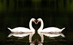 Desktop wallpaper. Animals. ID:34570
