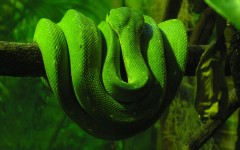 Desktop wallpaper. Animals. ID:34571