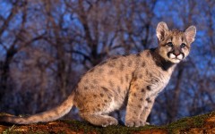 Desktop wallpaper. Animals. ID:34573