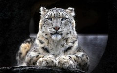 Desktop image. Animals. ID:50149