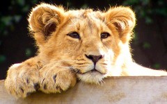 Desktop image. Animals. ID:34622