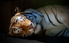 Desktop wallpaper. Animals. ID:34628
