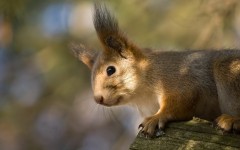 Desktop wallpaper. Animals. ID:34630