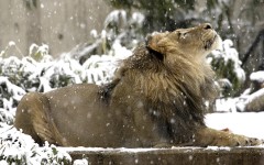 Desktop wallpaper. Animals. ID:34631