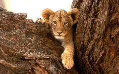 Desktop wallpaper. Animals. ID:34634