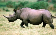 Desktop wallpaper. Animals. ID:34635