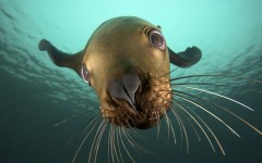 Desktop wallpaper. Animals. ID:34638