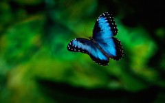 Desktop wallpaper. Animals. ID:34641