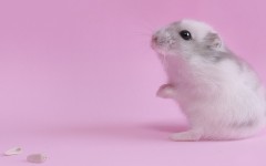 Desktop wallpaper. Animals. ID:34642