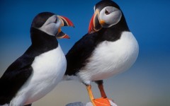 Desktop wallpaper. Animals. ID:34644