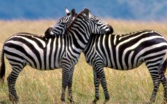 Desktop wallpaper. Animals. ID:34646