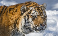 Desktop wallpaper. Animals. ID:51165