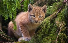 Desktop wallpaper. Animals. ID:34649