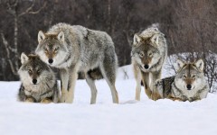 Desktop wallpaper. Animals. ID:34655
