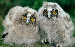 Desktop wallpaper. Animals. ID:34657