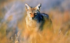Desktop wallpaper. Animals. ID:34661
