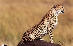 Desktop wallpaper. Animals. ID:34663