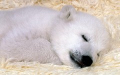 Desktop wallpaper. Animals. ID:34664