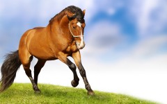 Desktop wallpaper. Animals. ID:34665