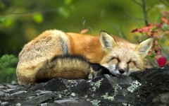 Desktop wallpaper. Animals. ID:34668