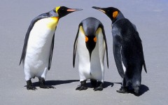 Desktop wallpaper. Animals. ID:34669