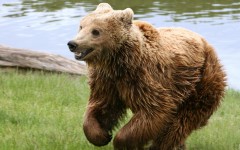 Desktop wallpaper. Animals. ID:34671