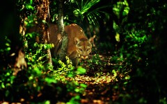 Desktop wallpaper. Animals. ID:34674
