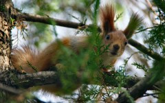 Desktop wallpaper. Animals. ID:34675
