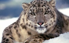 Desktop image. Animals. ID:34677