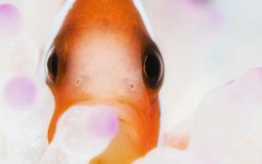 Desktop image. Animals. ID:34680