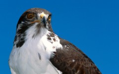 Desktop image. Animals. ID:34682
