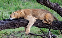 Desktop image. Animals. ID:34685