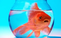 Desktop image. Animals. ID:34686