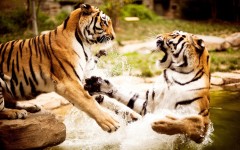 Desktop image. Animals. ID:34689