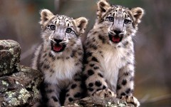 Desktop image. Animals. ID:34691