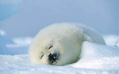 Desktop image. Animals. ID:34692