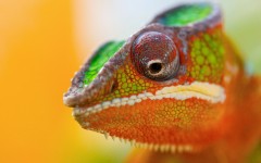 Desktop wallpaper. Animals. ID:34695